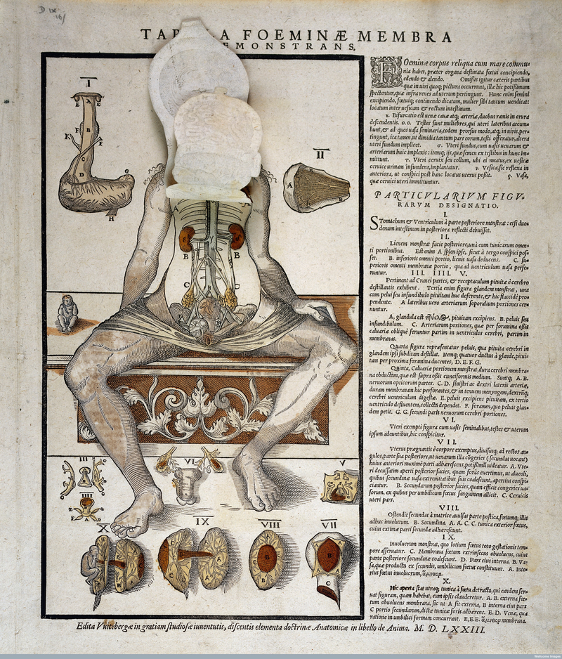 Illustration for article titled A Brief History of the Body Told Through 10 Eye-Popping Drawings